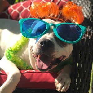 Meet your Posher, Amie